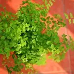 [বাড়ির গাছপালা] Adiantum: কিভাবে জন্য যত্ন?