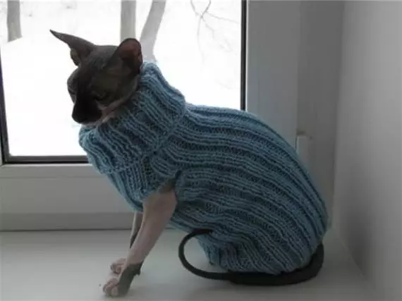 La roba per als gats ho fa amb agulles de teixir amb fotos i vídeos
