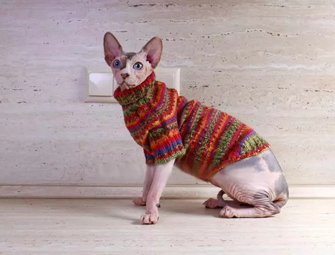 Kleidung für Katzen Tun Sie es selbst mit Stricknadeln mit Fotos und Videos