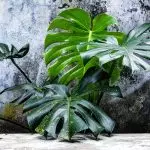 [Plant yo nan kay la] mons: Growing Sekrè