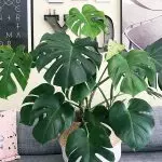 [Plantas na casa] monstro: crescentes segredos