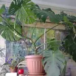 [Растенија во куќата] чудовиште: растечки тајни