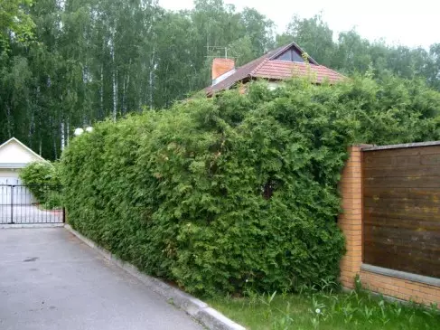 Buske til levende hække