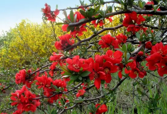 Blooming arbuxelli għall-għoti - titoli u ritratti ta 'pjanti