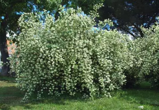 Blooming shrubs kanggo menehi - judhul lan foto tanduran