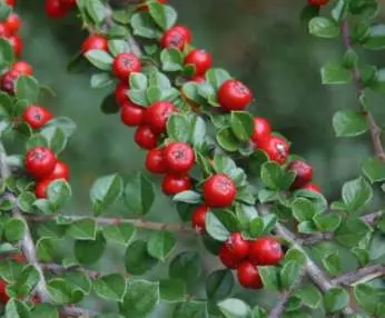 Kiznicker புத்திசாலித்தனமான, கிடைமட்ட மற்றும் பிற இனங்கள். இறங்கும் மற்றும் பாதுகாப்பு