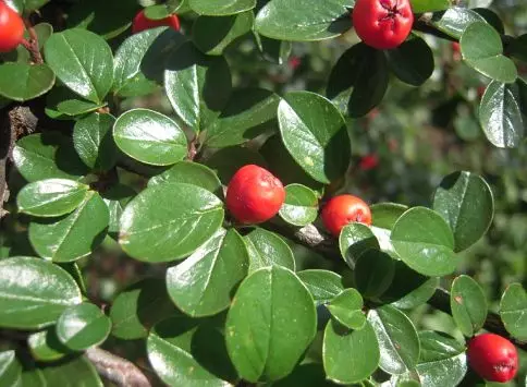 Kiznicker புத்திசாலித்தனமான, கிடைமட்ட மற்றும் பிற இனங்கள். இறங்கும் மற்றும் பாதுகாப்பு