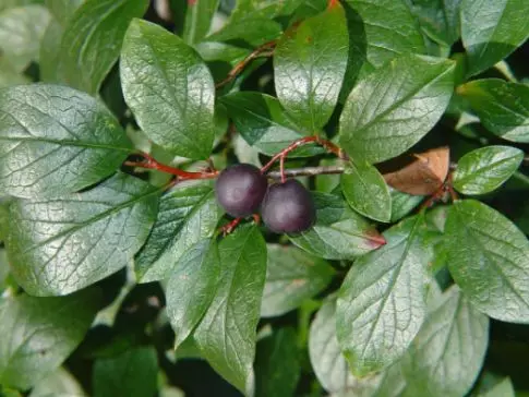 Kiznicker புத்திசாலித்தனமான, கிடைமட்ட மற்றும் பிற இனங்கள். இறங்கும் மற்றும் பாதுகாப்பு