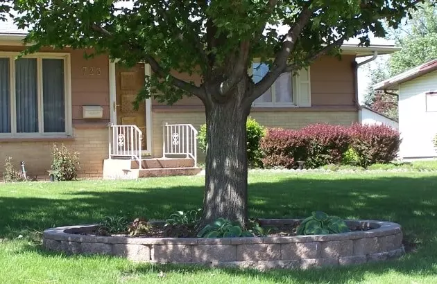 Какви дървета да поставят пред къщата и на други места на парцела?