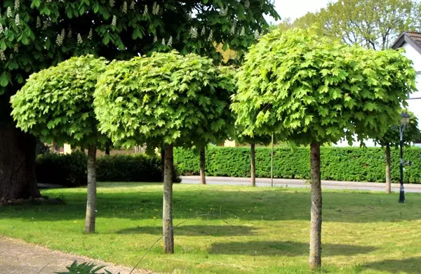 အိမ်ရှေ့တွင်မည်သည့်အပင်များနှင့်မြေကွက်ပေါ်တွင်အခြားနေရာများတွင်ထားရန်အပင်များ?