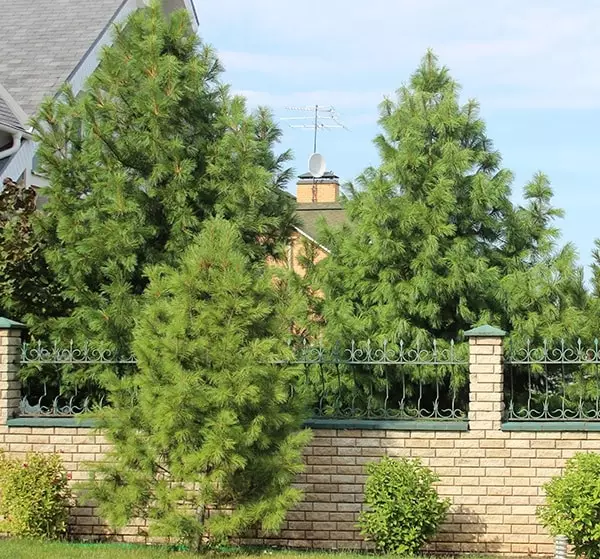 Hvilke træer til at sætte foran huset og på andre steder af plottet?