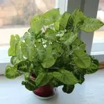 [Biljke u kući] Singonium: rastuće tajne
