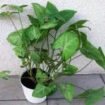 [Planter i huset] Singonium: Voksende hemmeligheter