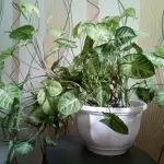 [房子里的植物] Singynium：越来越多的秘密