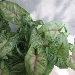 [Rastliny v dome] Singonium: Pestovanie tajomstiev