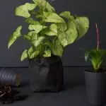 [Växter i huset] Singonium: Växande hemligheter