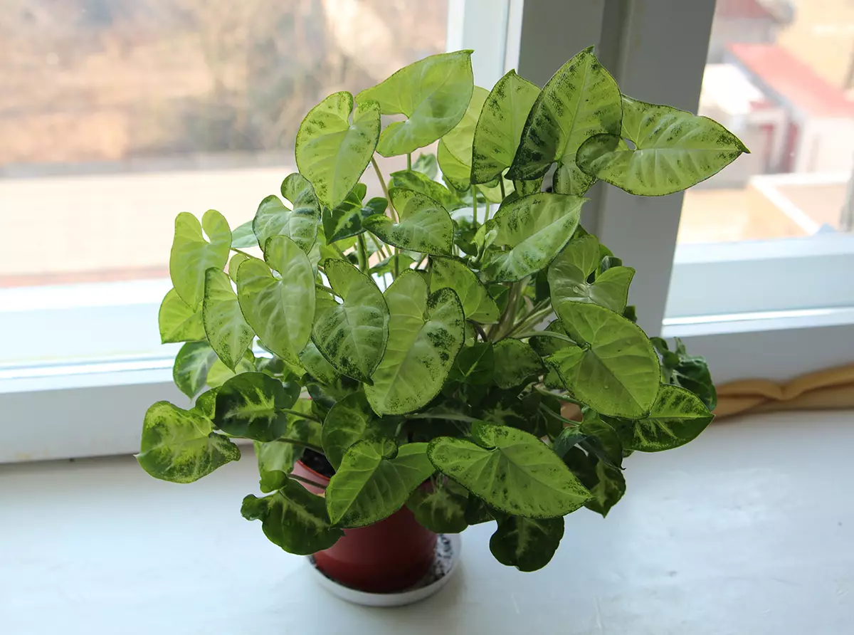 [Planten in het huis] Singonium: groeiende geheimen