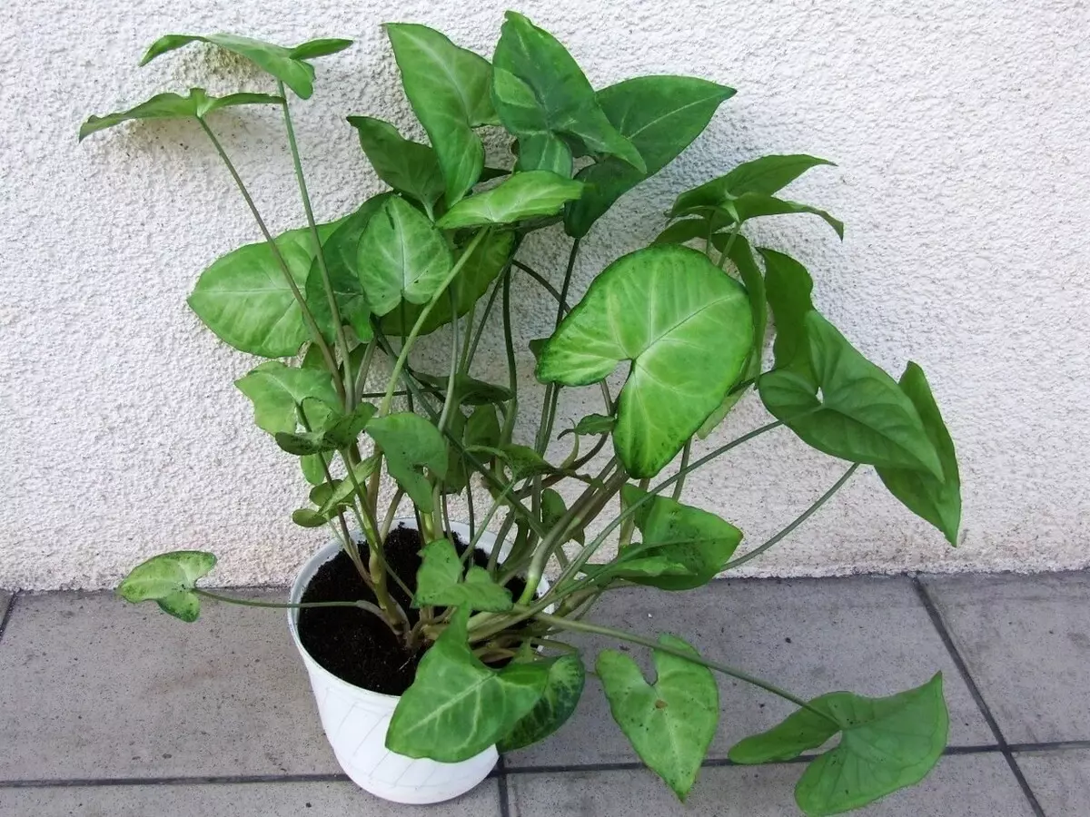 [Φυτά στο σπίτι] Singonium: Καλλιέργεια μυστικά