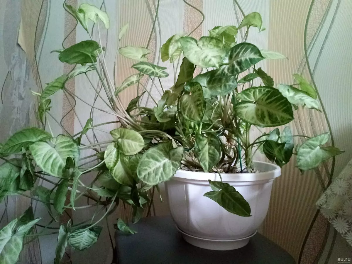 [Plantas da casa] Singonium: segredos crecentes