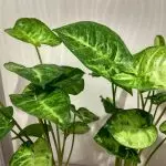 [Φυτά στο σπίτι] Singonium: Καλλιέργεια μυστικά