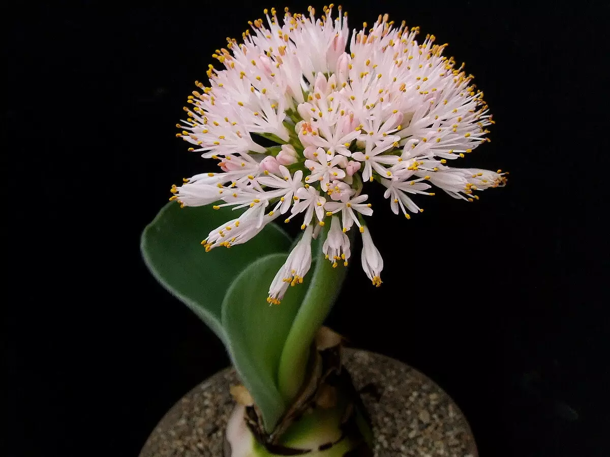 [Plants in the house] Hemantus: Growing Secrets