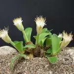 [Φυτά στο Σπίτι] Hemantus: Καλλιέργεια μυστικά