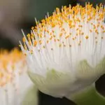 [Växter i huset] Hemantus: växande hemligheter