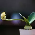 [Plantes à la Chambre] Hemantus: Secrets en croissance