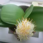 [집안의 식물] Hemantus : 성장하는 비밀