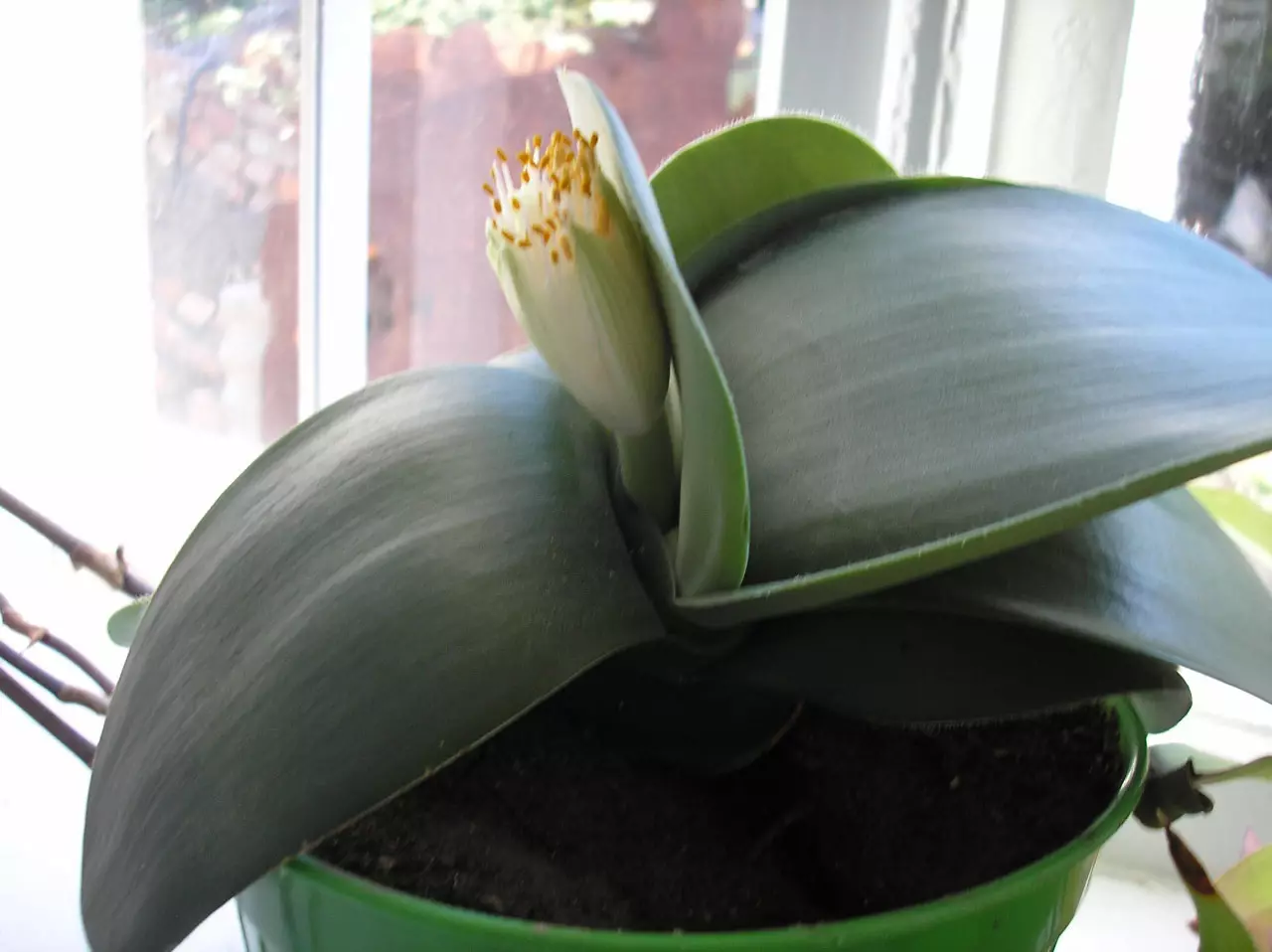 [Biljke u kući] Hemantus: rastuće tajne