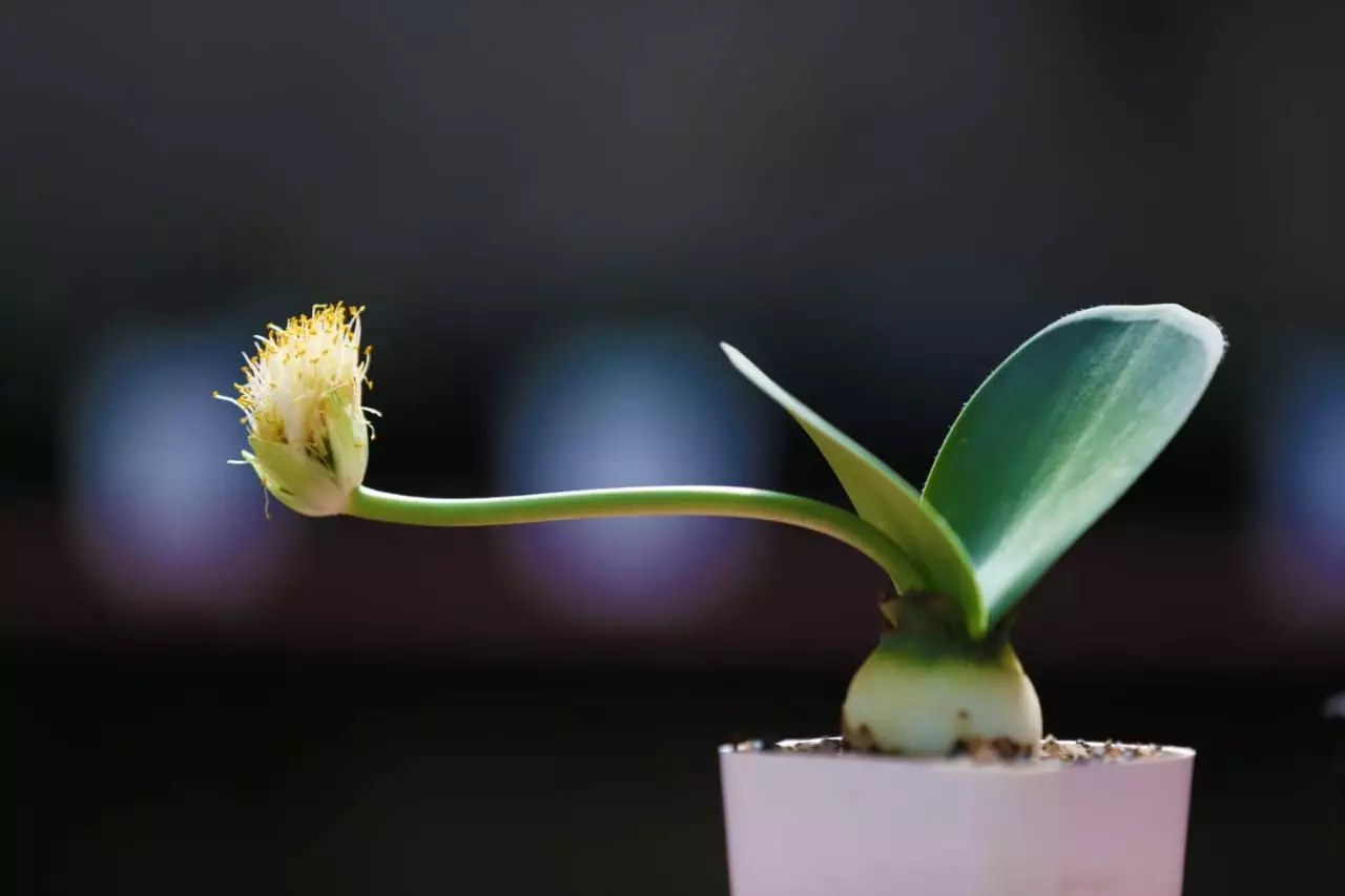 [گیاهان در خانه] hemantus: اسرار در حال رشد