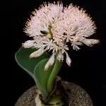 [Pflanzen im Haus] Hemantus: Wachsende Geheimnisse