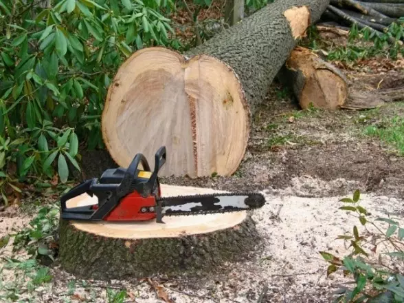 Kuidas puu lõigata - kas on võimalik seda ise teha ja kuhu minna?