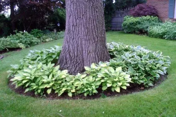 Arrangement around the tree: flowerbed, bench, table and even gazebo