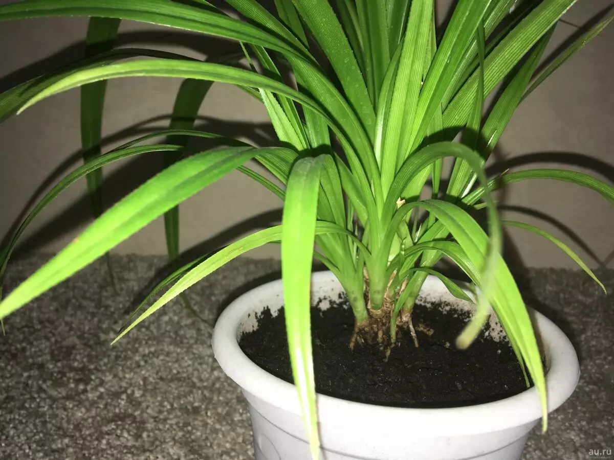 [Planten in het huis] Pandanus: zorgregels