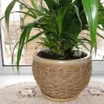 [Plants in the house] Pandanus: Care rules