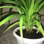 [Evdeki Bitkiler] Pandanus: Bakım Kuralları
