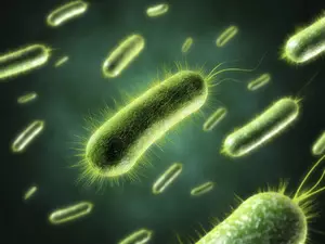 Ce este bacteriile anaerobe și infecțiile anaerobe