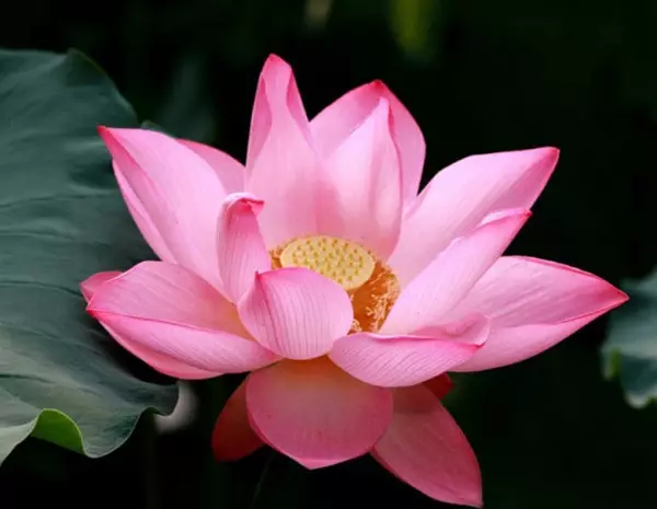 Karatasi lotus: darasa la asili la origami na picha na video