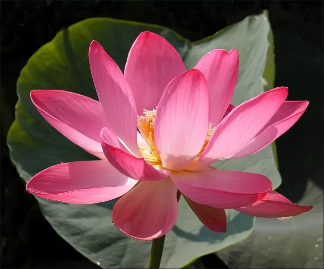Lotus qog'oz: fotosuratlar va video bilan Origami master-klass