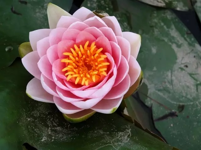 Lotus papye: Gwoup Mèt Origami ak foto ak videyo