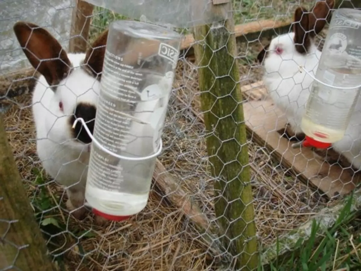Funktioner af konstruktion og arrangement af celler til kaniner gør det selv
