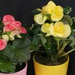 [Impianti in casa] Begonia: regole di cura