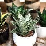 [Rastliny v dome] Ako sa starať o Sanseviev