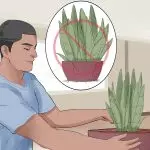 [Plantes dans la maison] Comment prendre soin du Sansevier