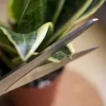 [Planter i huset] Hvordan bryr seg om Sansevieren