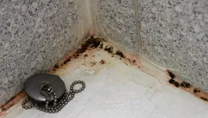 A black mold appeared in the bathroom, how to get rid of it