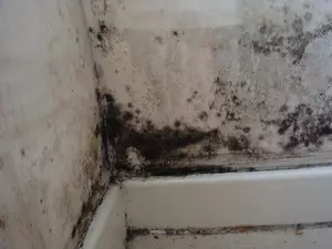 Cetakan hitam muncul di kamar mandi, bagaimana cara menghilangkannya