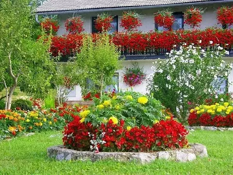 Прелепи цветни кревети у земљи то раде сами