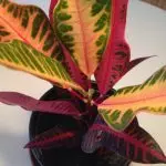 [Plantas na casa] Croton: Regras básicas de coidado
